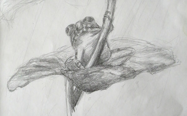 Gribouillage : grenouille