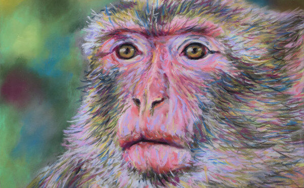 Pastel sec : Macaque