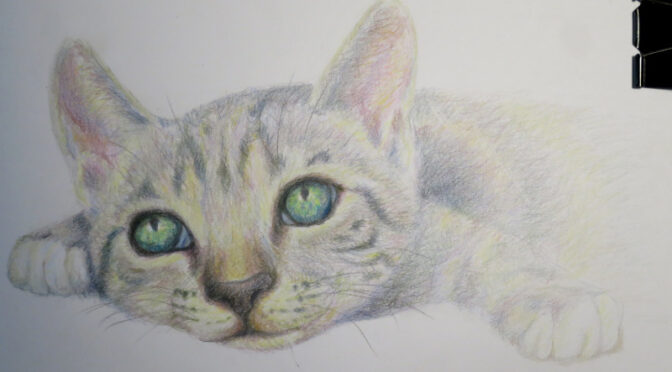Crayons de couleurs : chat